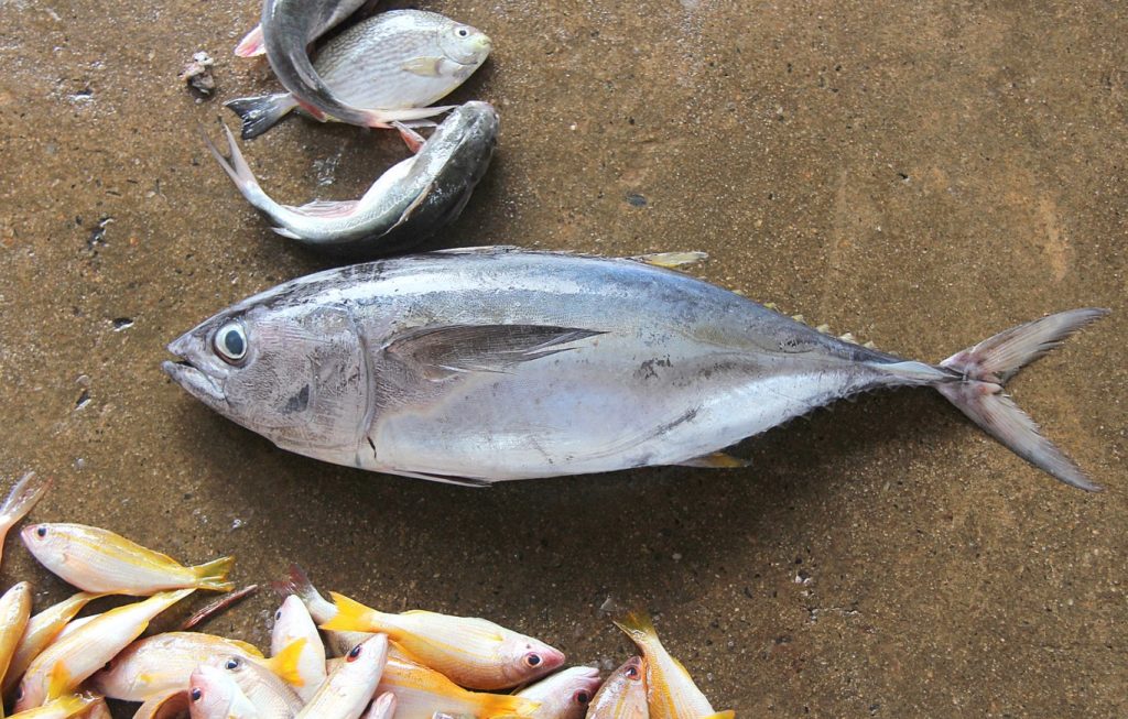 O peixe da estação com mais colagénio do que o caldo de ossos e mais ómega 3 do que o salmão: qual é?