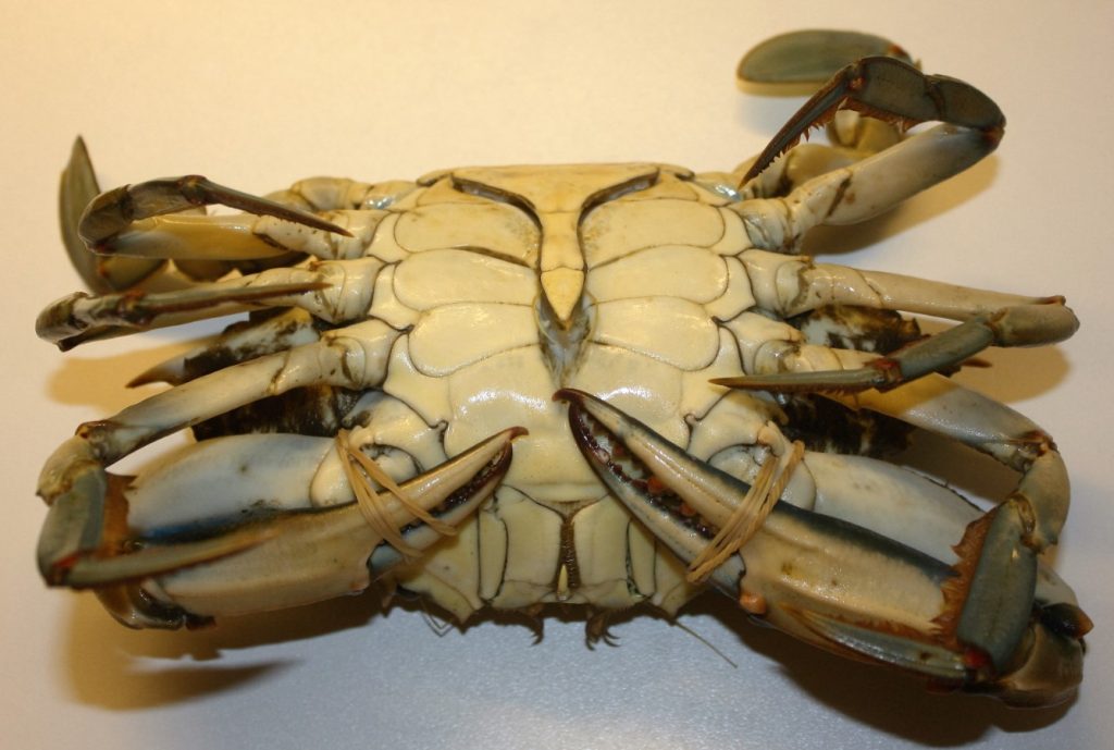 Bastardo perigoso: como cozinhar o caranguejo azul