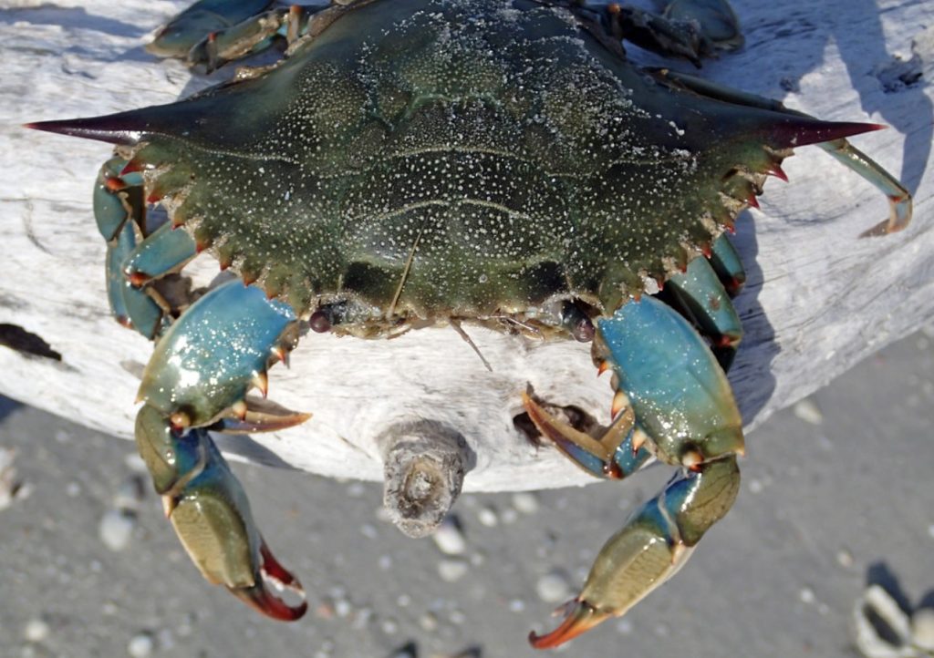Bastardo perigoso: como cozinhar o caranguejo azul