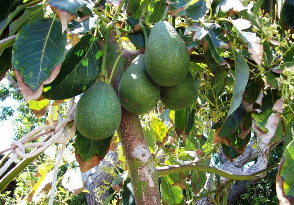 Luis Zamora, nutricionista: «O abacate é rico em gordura saudável para o coração, em fibras e em algumas vitaminas, mas é preciso acrescentar isto».