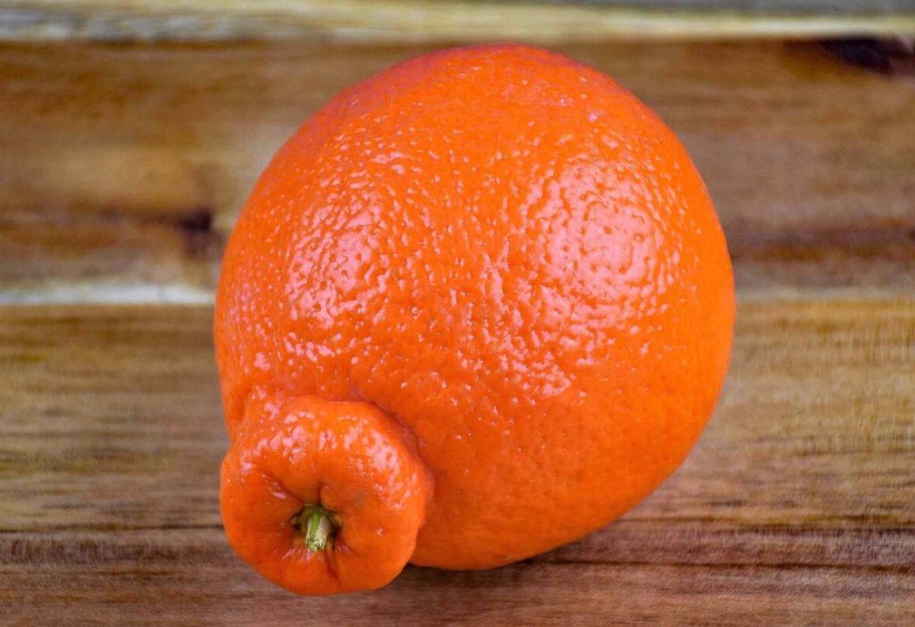 Não é tangerina nem kumquat. Coma para ter uma boa visão e uma pele delicada