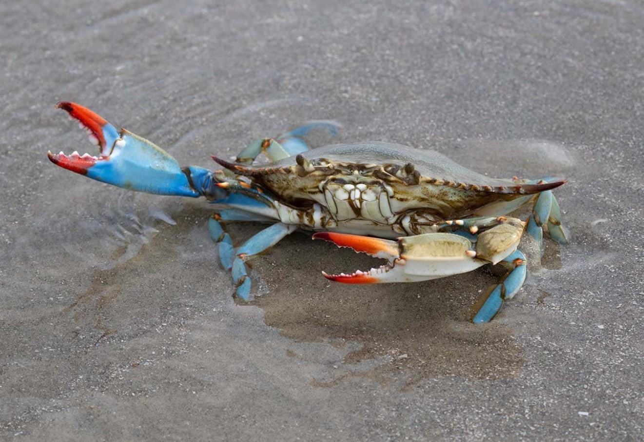 Bastardo perigoso: como cozinhar o caranguejo azul