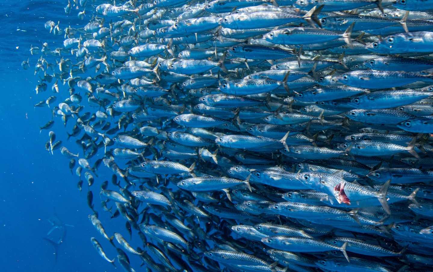 O peixe mais popular em Portugal depois do bacalhau — tudo o que precisa saber sobre sardinhas enlatadas