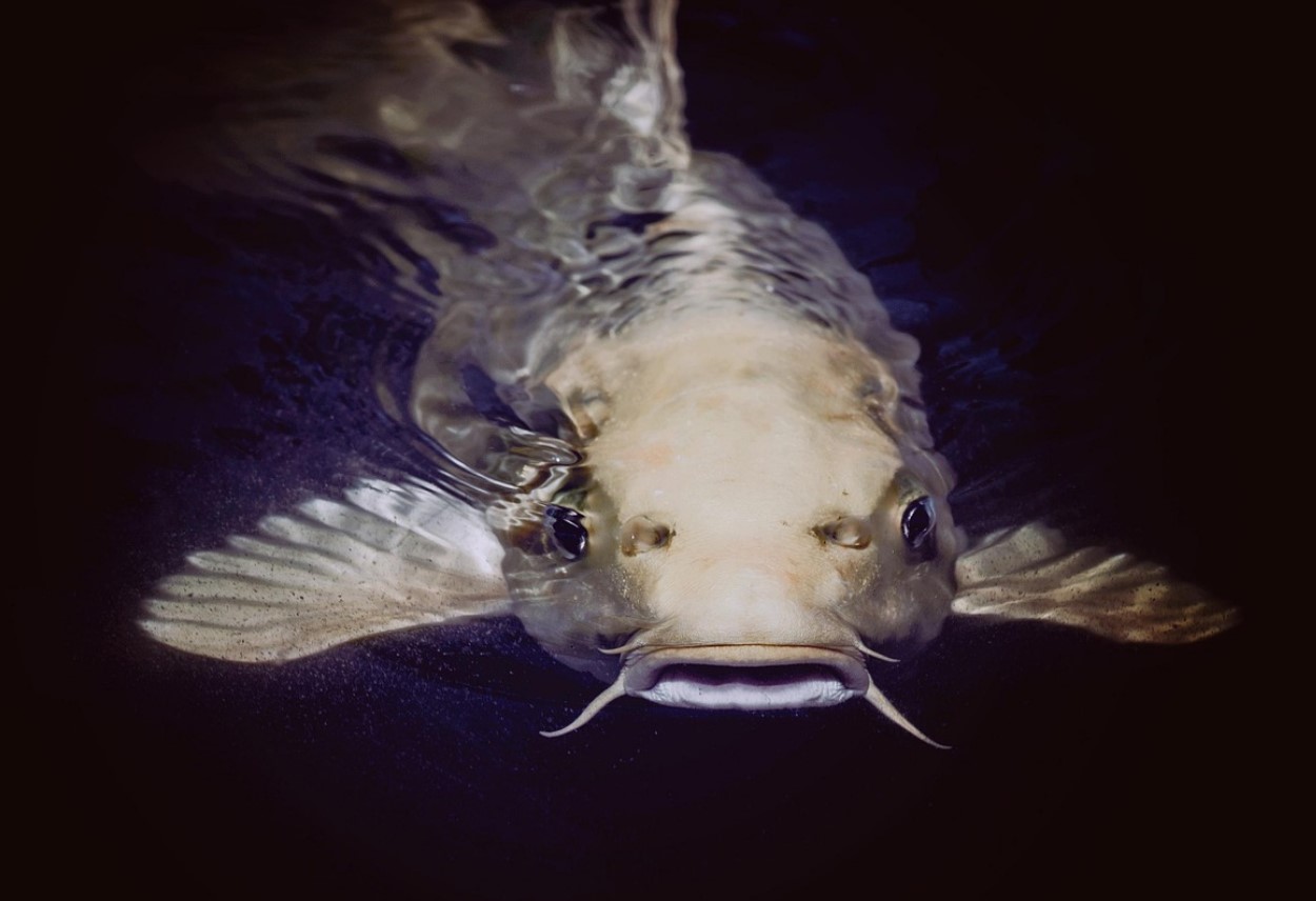 Pode-se comer peixe-gato mal cozido? Compreender os riscos e precauções